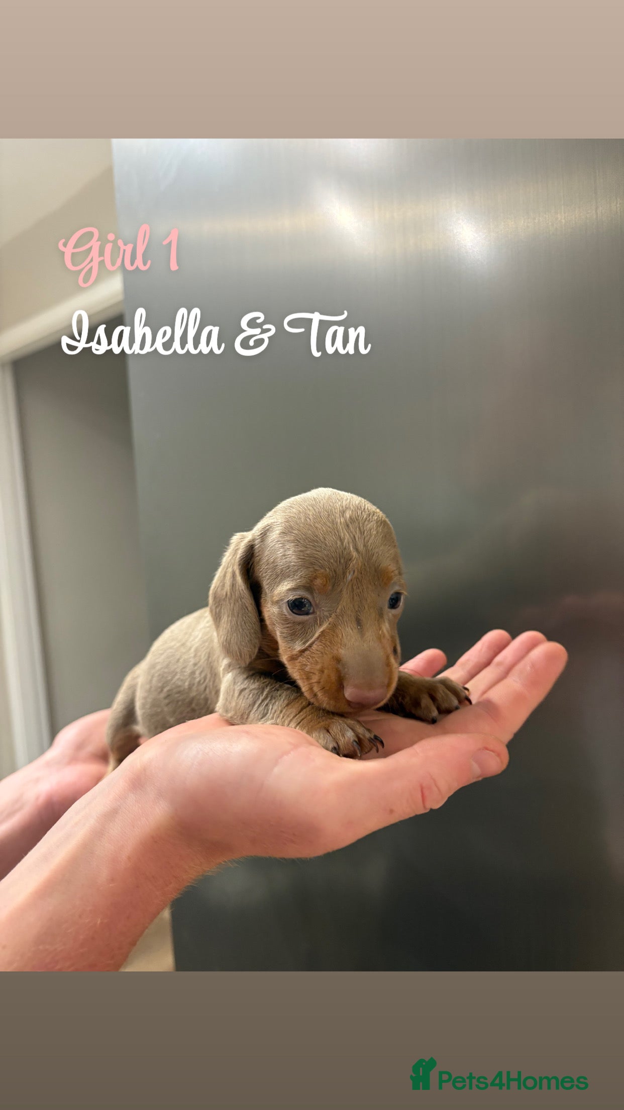 Miniature Dachshund dogs KC Registered Miniature Dachshund puppies for sale - Advert 2