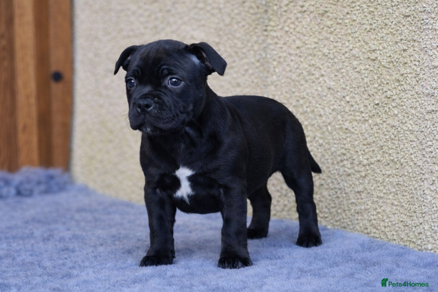 Staffordshire Bull Terrier dogs SHOW QUALITY PUPS AVAILABLE WOW - Advert 6
