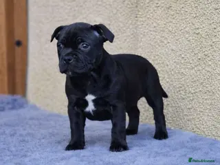 Staffordshire Bull Terrier dogs SHOW QUALITY PUPS AVAILABLE WOW - Advert 6