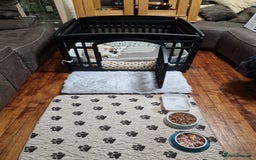 Shih Tzu dogs for sale: Meet Our Gorgeous Shih Tzu Puppies!  - Image 8