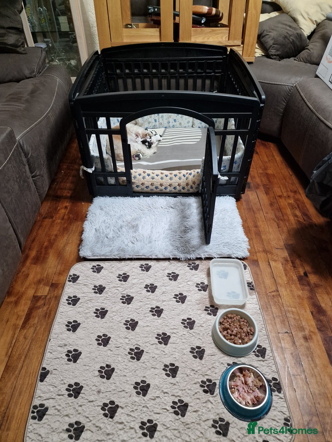 Shih Tzu dogs for sale: Meet Our Gorgeous Shih Tzu Puppies!  - Image 8