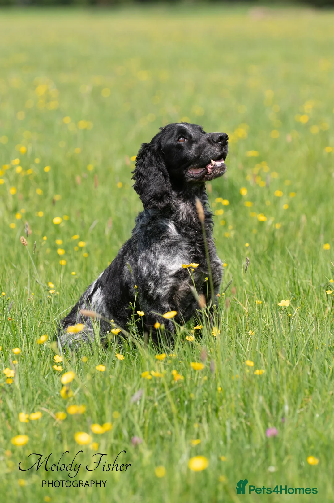 Cocker Spaniel dogs for stud: Stunning Blue Roan Cocker for stud in Tewkesbury - Advert 4
