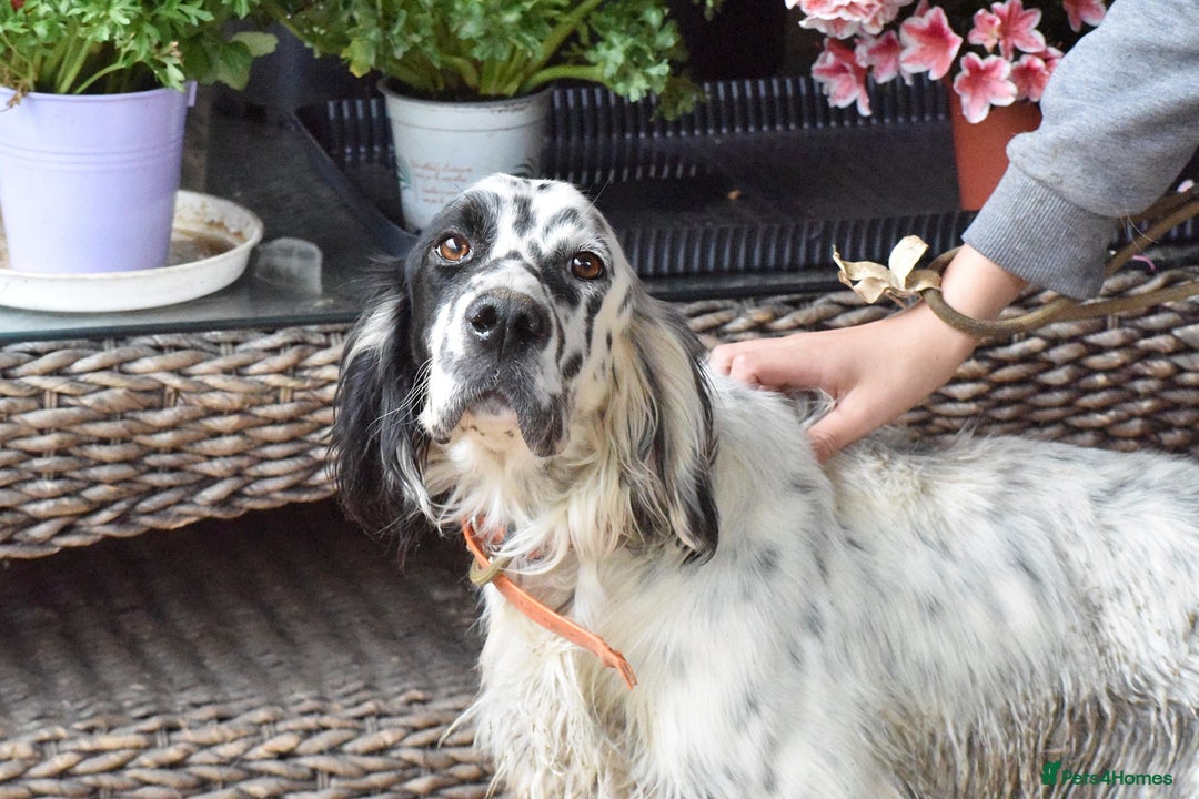 English Setter dogs for adoption: Guay  - Image 10