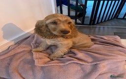 Cocker Spaniel dogs for sale: Cocker Spaniel Puppy Looking for a New Home - Advert 2