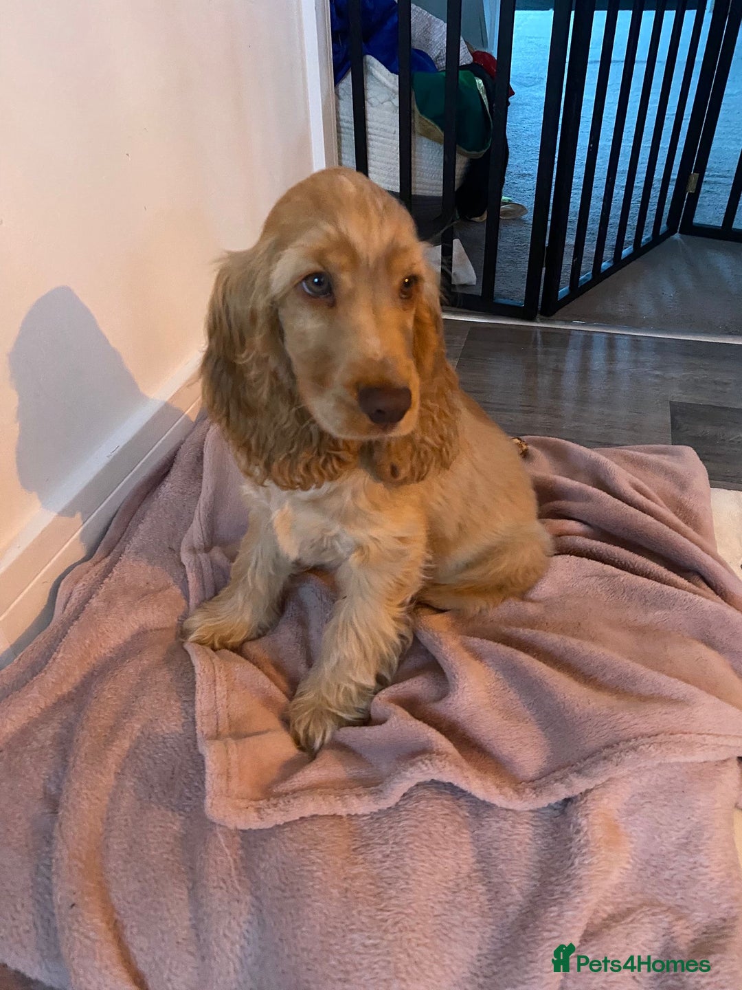 Cocker Spaniel dogs for sale: Cocker Spaniel Puppy Looking for a New Home - Advert 2