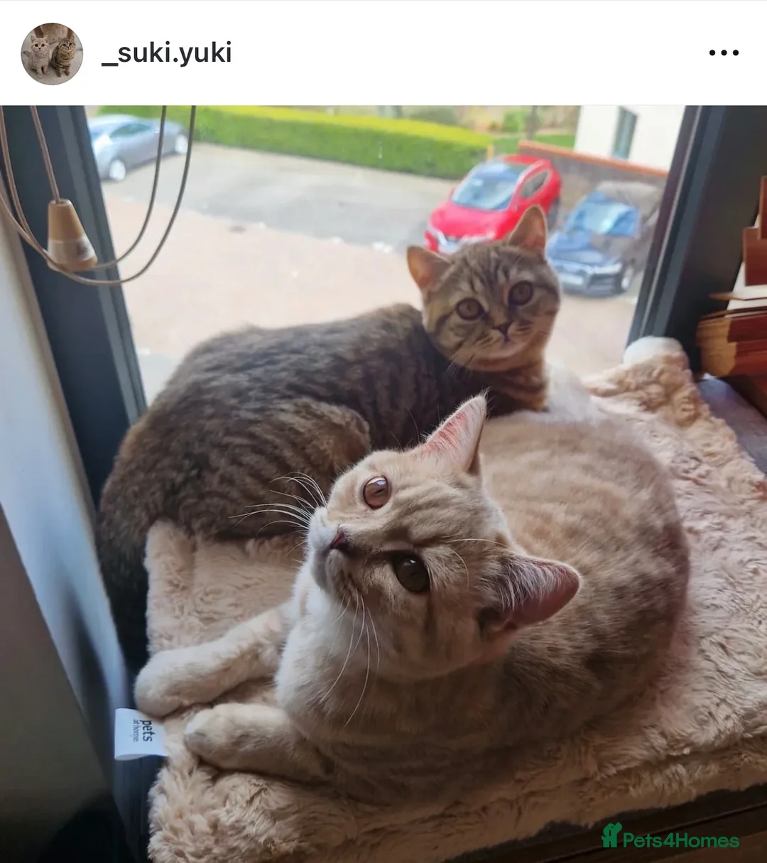 British Shorthair cats for sale: Pedigree tabby British shorthair lilac chocolate  - Advert 17