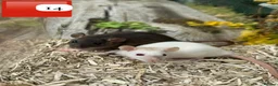 Rat rodents for sale: Beautiful full size and dwarf rats  - Advert 23
