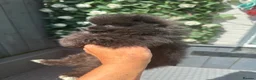 Pomeranian dogs for sale: Pomeranian puppies  - Advert 4