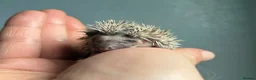 Pygmy Hedgehog rodents for sale: Beautiful Pygmy hedgehogs for sale!  - Advert 6