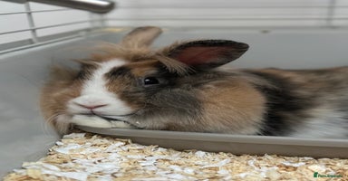 Mini Lop rabbits - Advert 16
