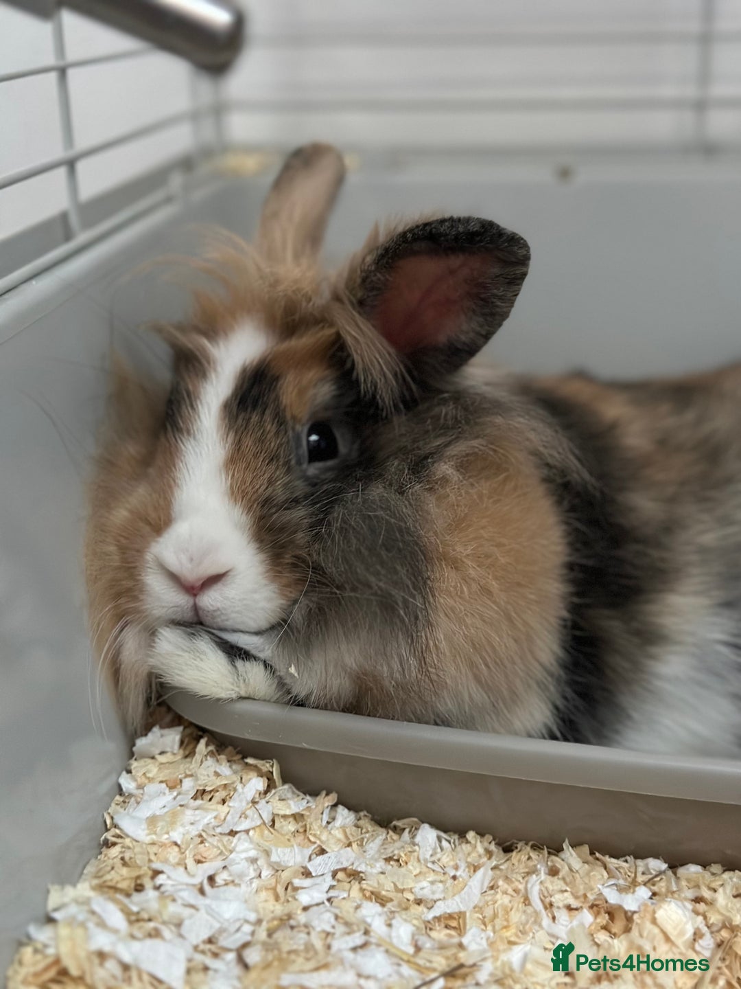 Mini Lop rabbits for sale: Female rabbit for adoption! - Image 2