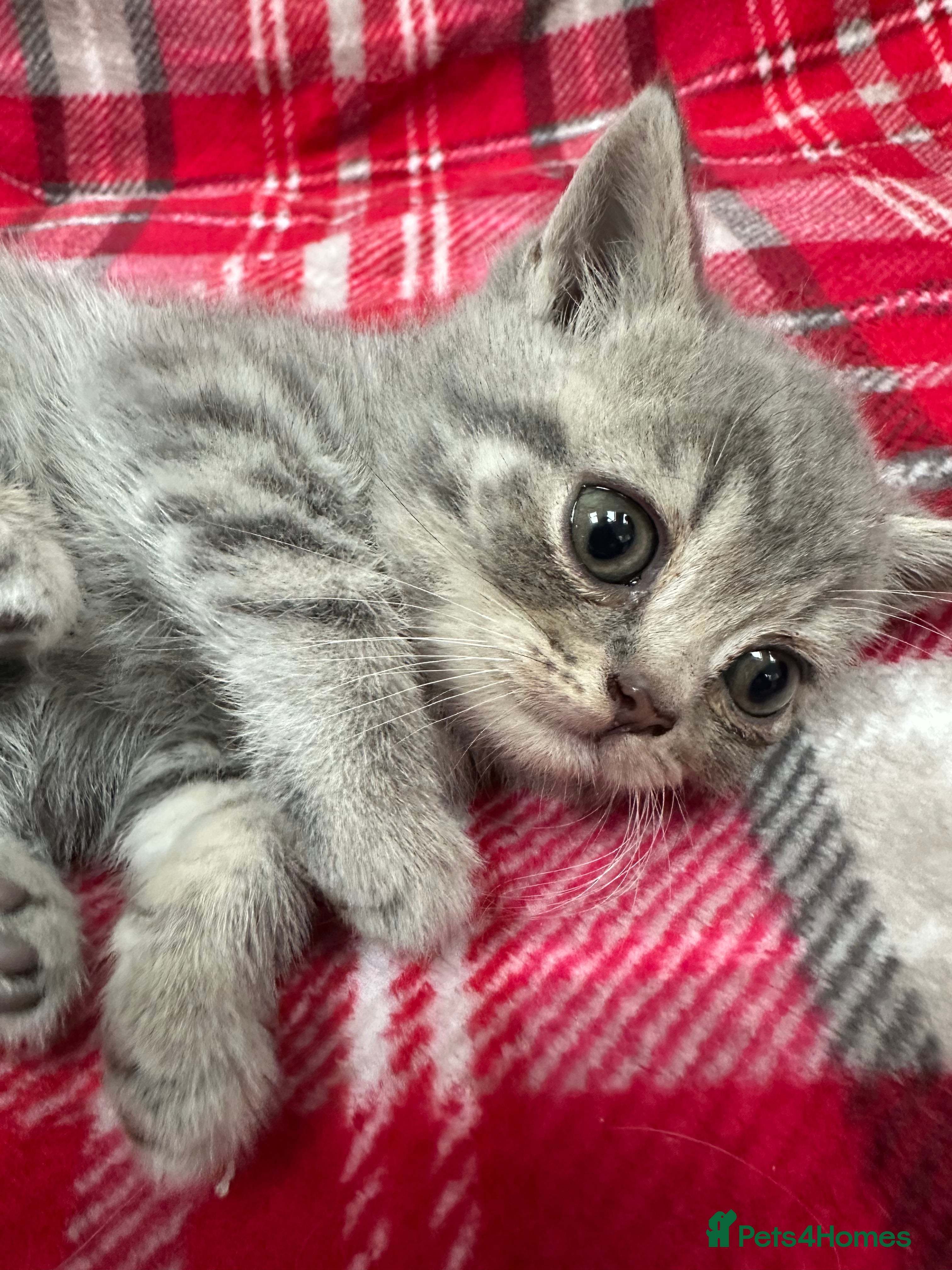 British Shorthair cats Beautiful BSH Grey Stripe Purebread Kittens - Advert 2