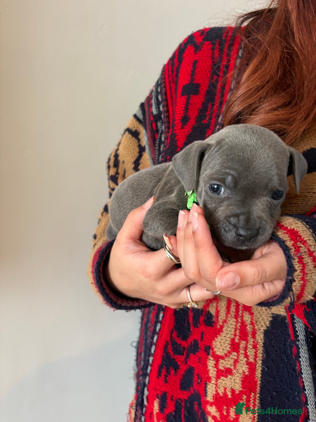 Staffordshire Bull Terrier dogs for sale: 6 Stunning Blue Staffordshire Bull Terrier pups 💙 - Advert 23