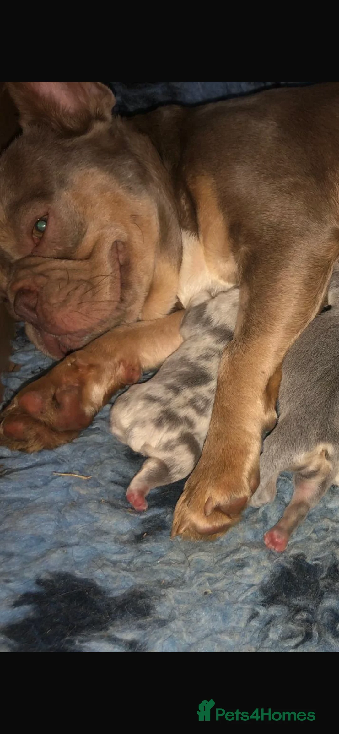 French Bulldog dogs for sale: Stunning Male frenchies - Merle & Lilac tan 💫  - Advert 2