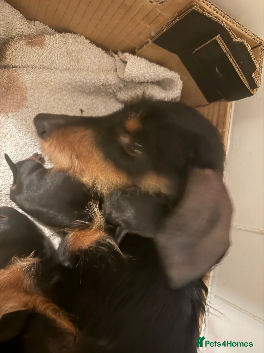 Dachshund dogs for sale: Miniature dachshund - Advert 1