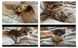 Maine Coon cats for sale: 4 gorgeous girl cats  - Image 1