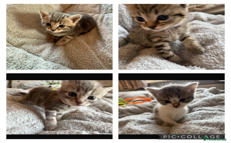 Maine Coon cats - Advert 6