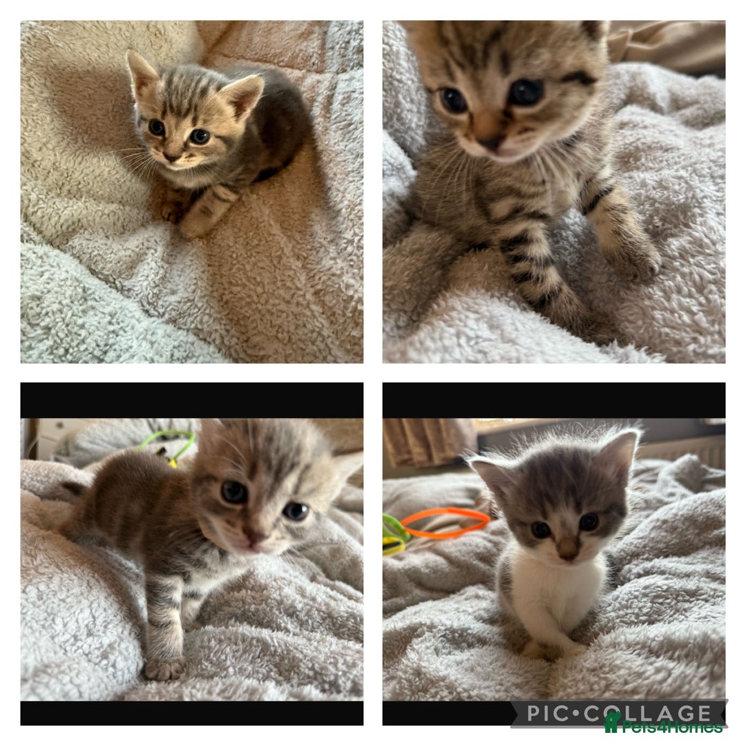Maine Coon cats for sale: 4 gorgeous girl cats  - Image 1
