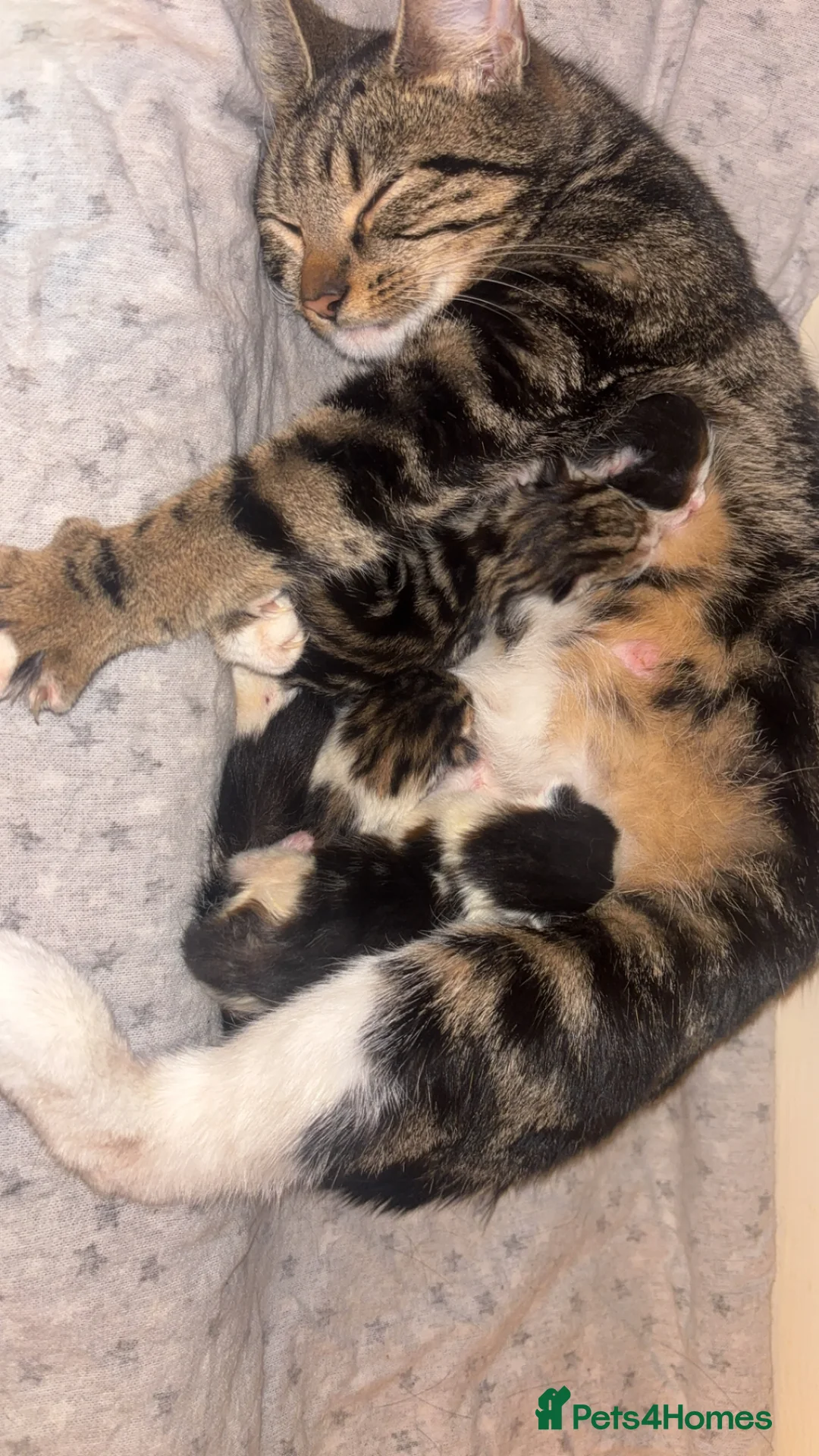 Persian cats for sale: Persian tabby kittens in Birmingham - Advert 1