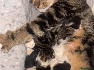 Persian cats Persian tabby kittens - Advert 15