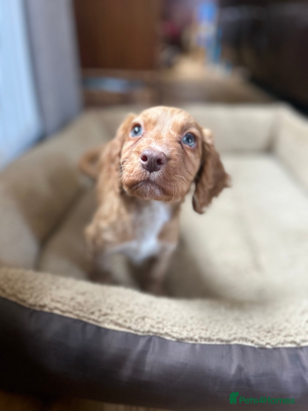 Cocker Spaniel dogs for sale: registered cocker spaniel pup for sale - Image 7