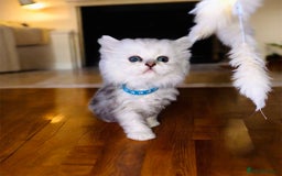 Persian cats for sale: Lucky Baby Boy💙 - Image 10