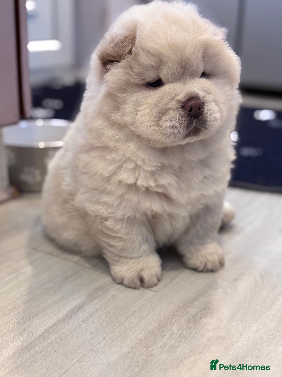Chow Chow dogs for sale: Blue and Cream carry Tan ChowChow puppies  - Advert 7