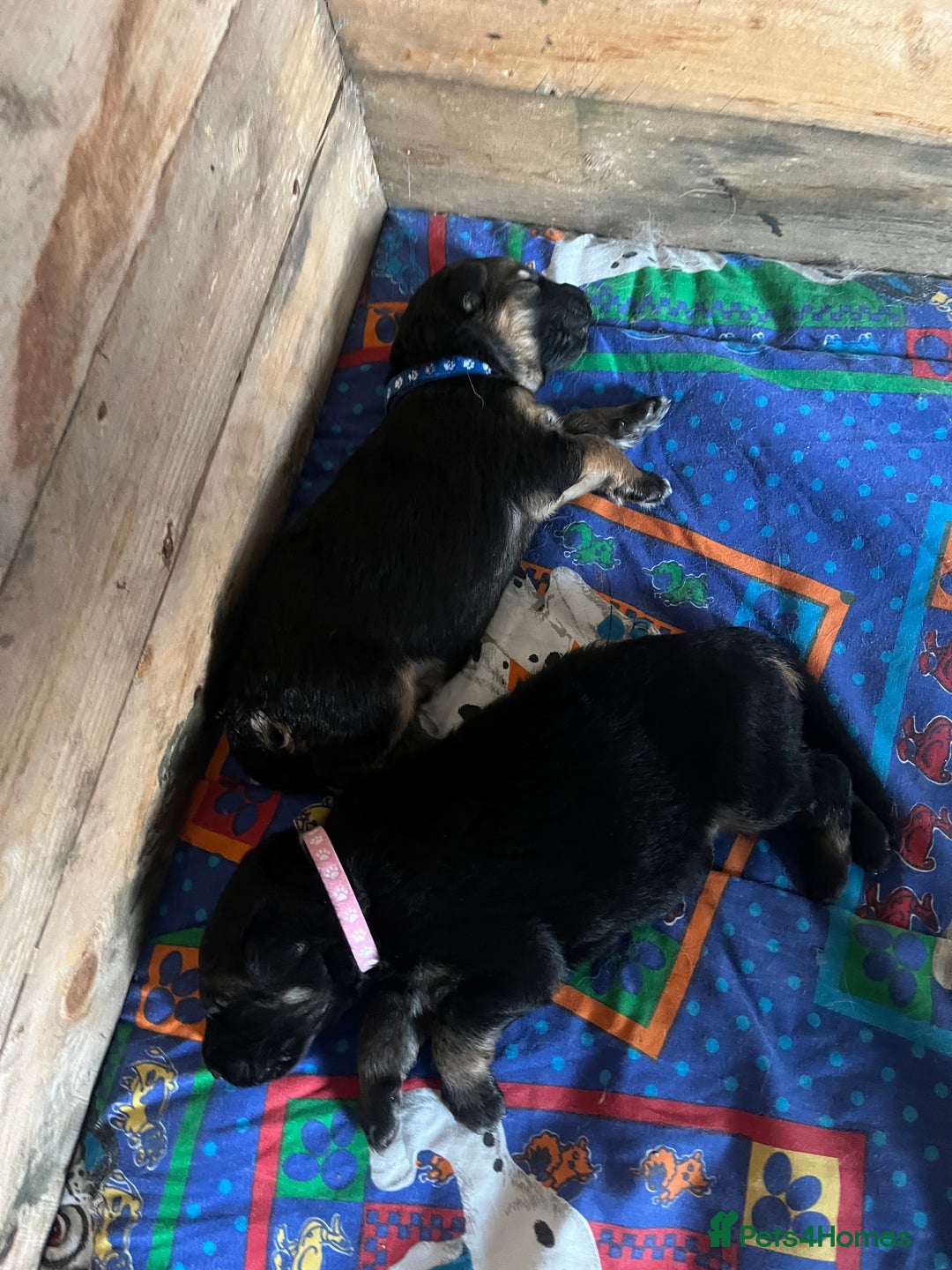 German Shepherd dogs for sale: German shepherd puppies  - Image 24
