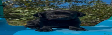 Labrador Retriever 3