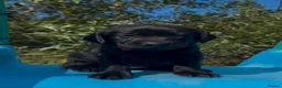 Labrador Retriever dogs for sale: Gorgeous Labrador puppies  - Advert 5