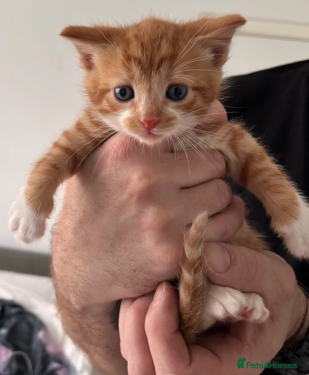 Mixed Breed cats for sale: 3 males, 1 female from loving family home - Advert 1