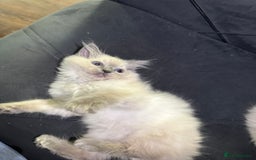 Ragdoll cats for sale: Beautiful bluepoint ragdoll  - Image 9