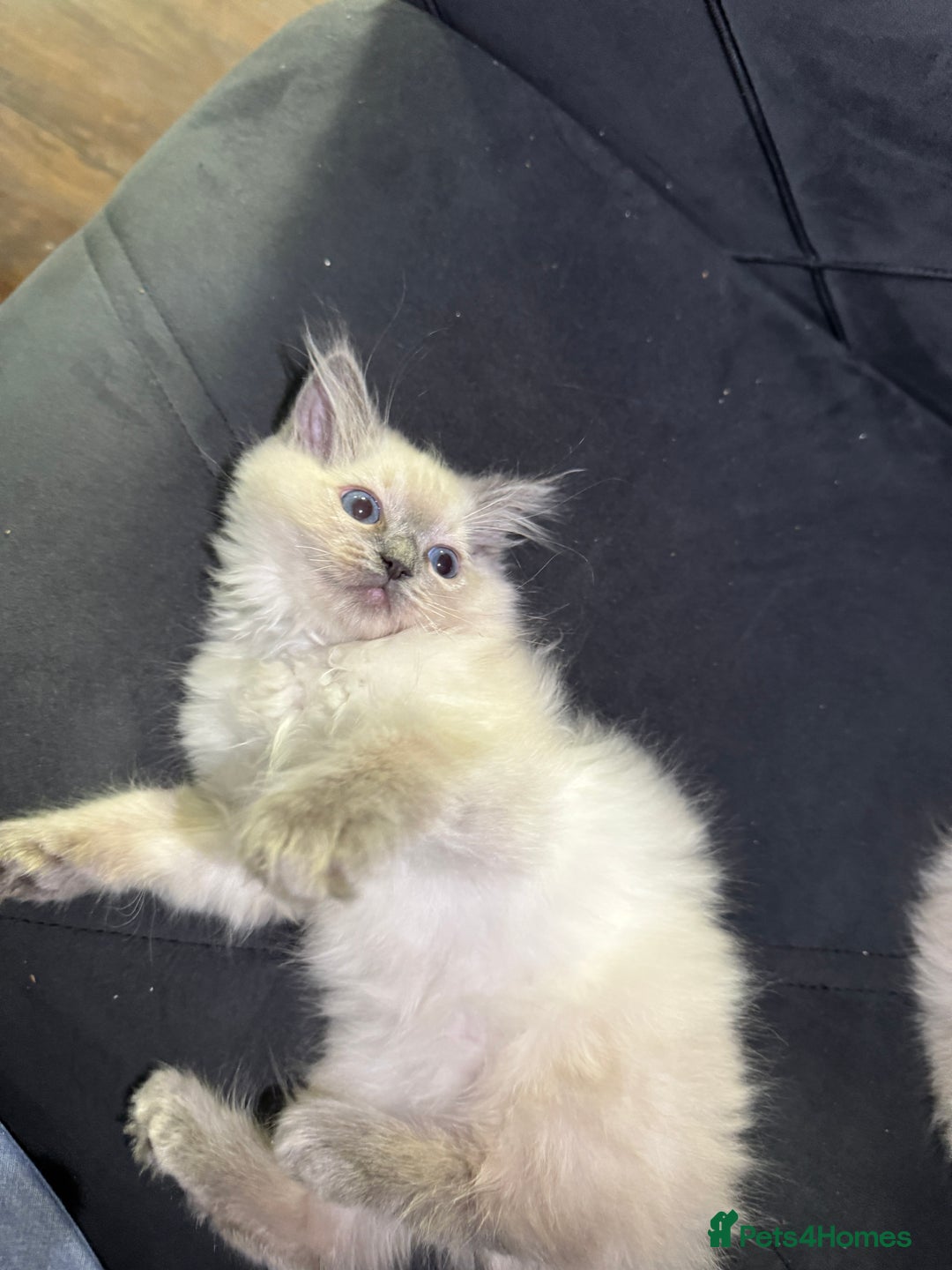 Ragdoll cats for sale: Beautiful bluepoint ragdoll  - Image 9