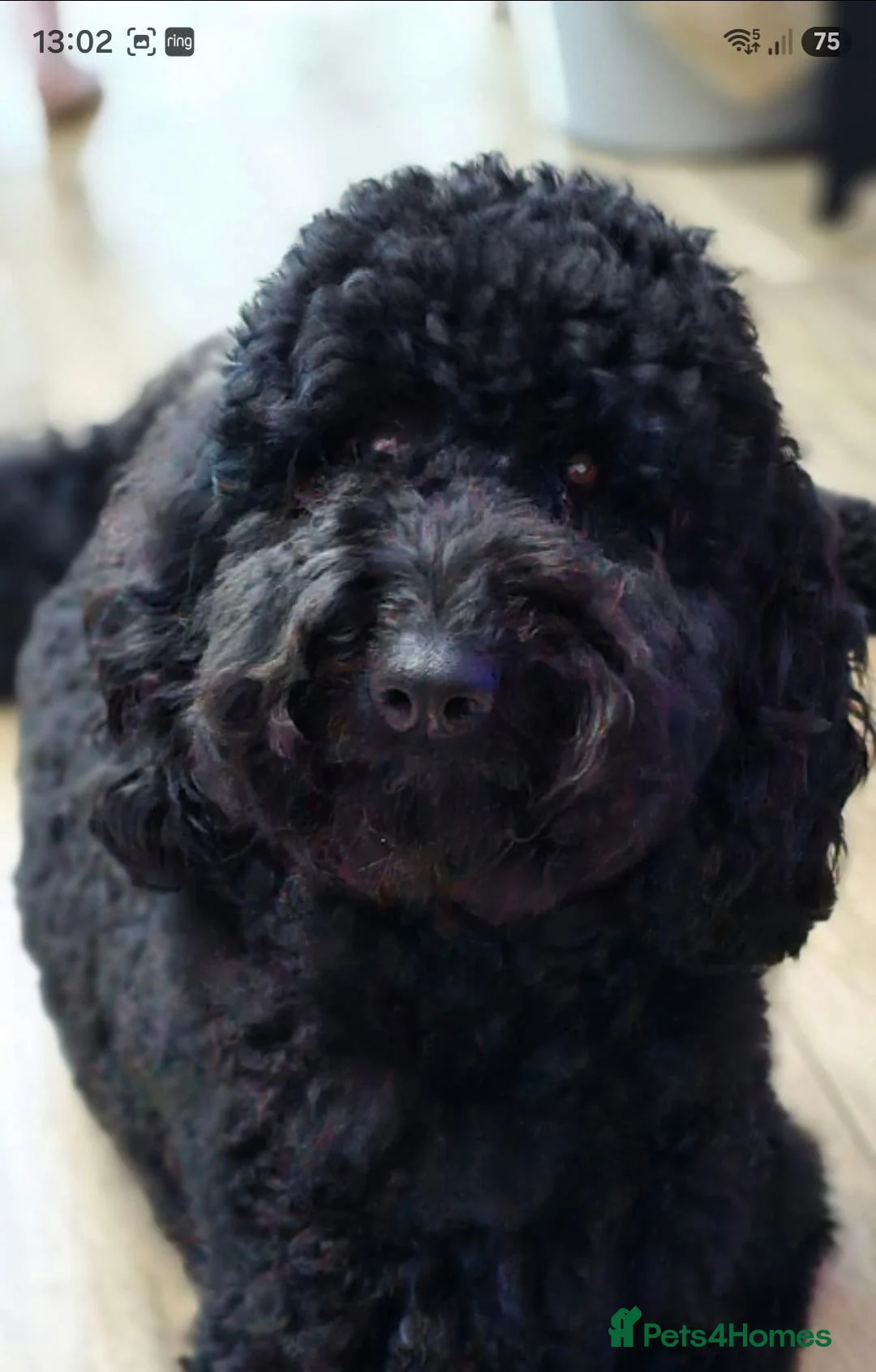 Mini Goldendoodle dogs for sale: Beautiful goldendoodle puppies - Advert 13