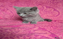 British Shorthair cats for sale: British short hair cross kittens, grey black.  - Image 10