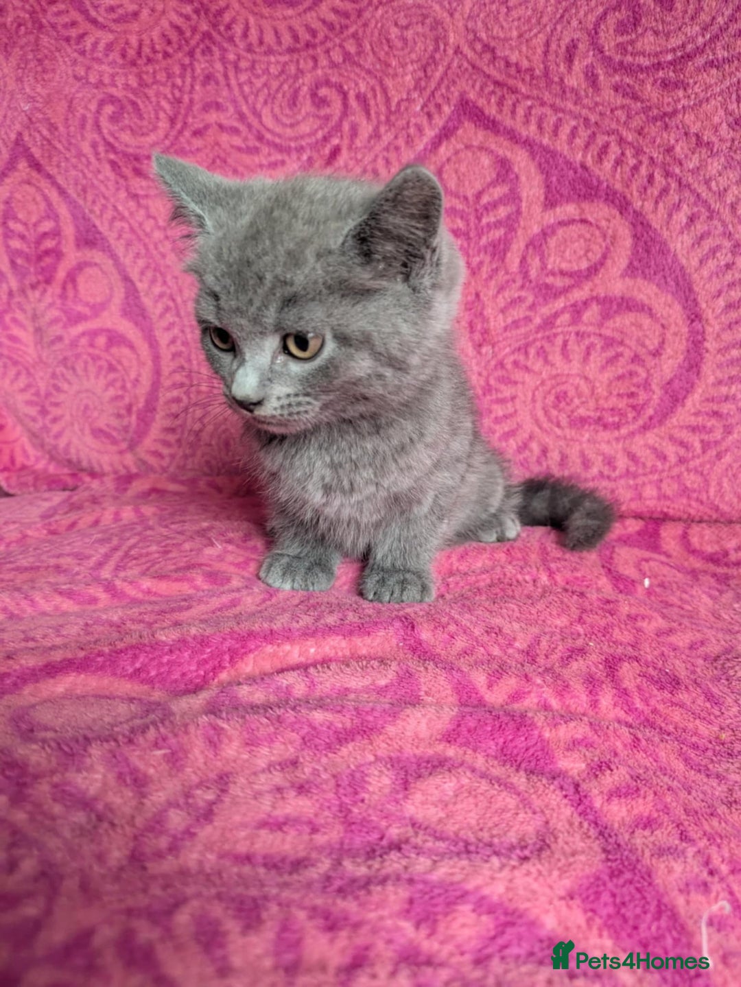 British Shorthair cats for sale: British short hair cross kittens, grey black.  - Image 10