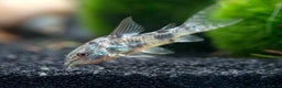 Corys fish for sale: Various species of Corydoras. Adult breeding pairs - Advert 18