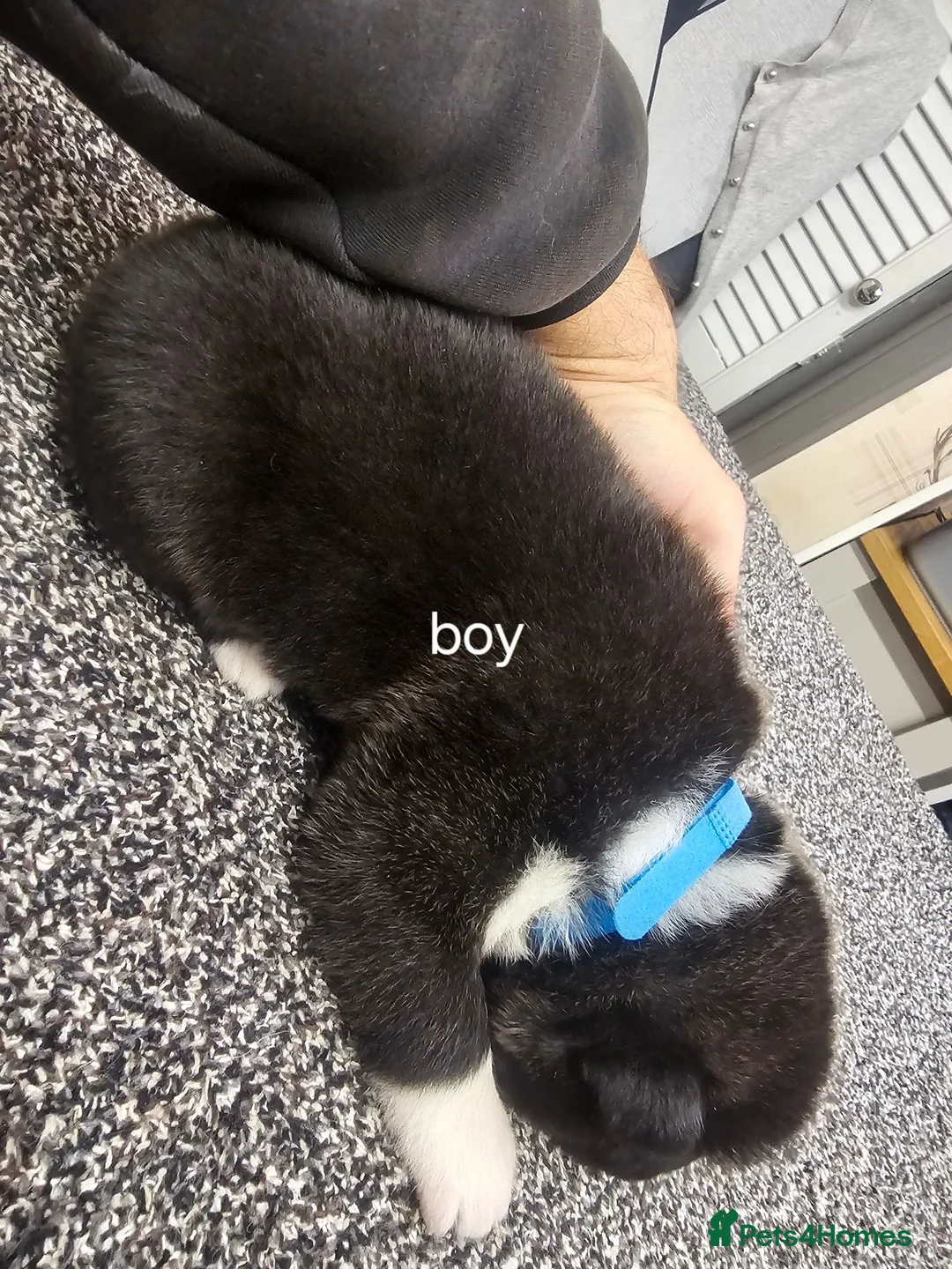 Akita dogs for sale: Kc regestered American akita pups  in Alness - Advert 20