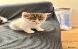 Domestic Shorthair cats for sale: short and long hair kittens ready to go - Image 9