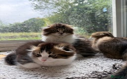 Scottish Fold cats for sale: Two beautiful kittens with mother - Image 4