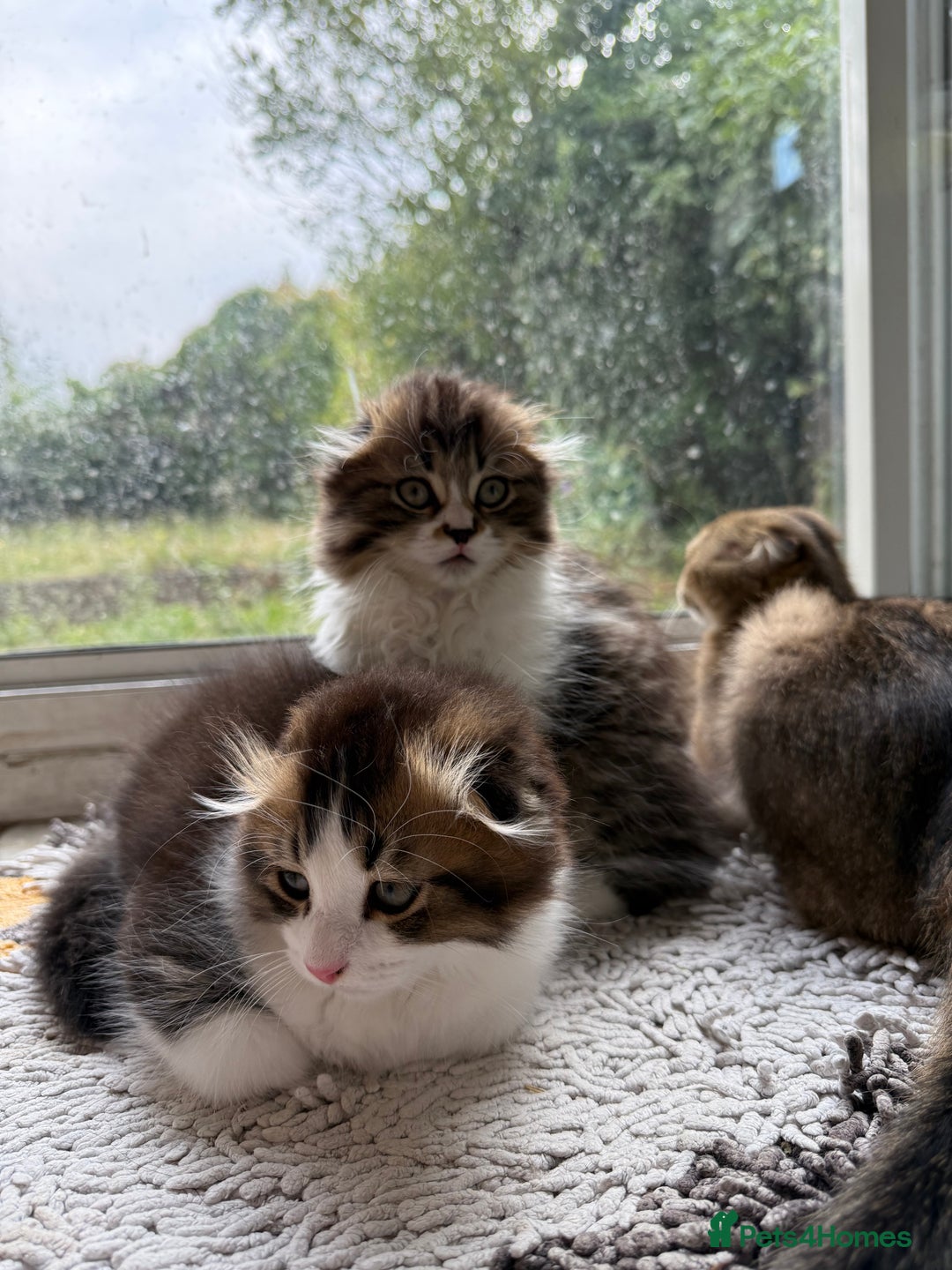 Scottish Fold cats for sale: Two beautiful kittens with mother - Image 4