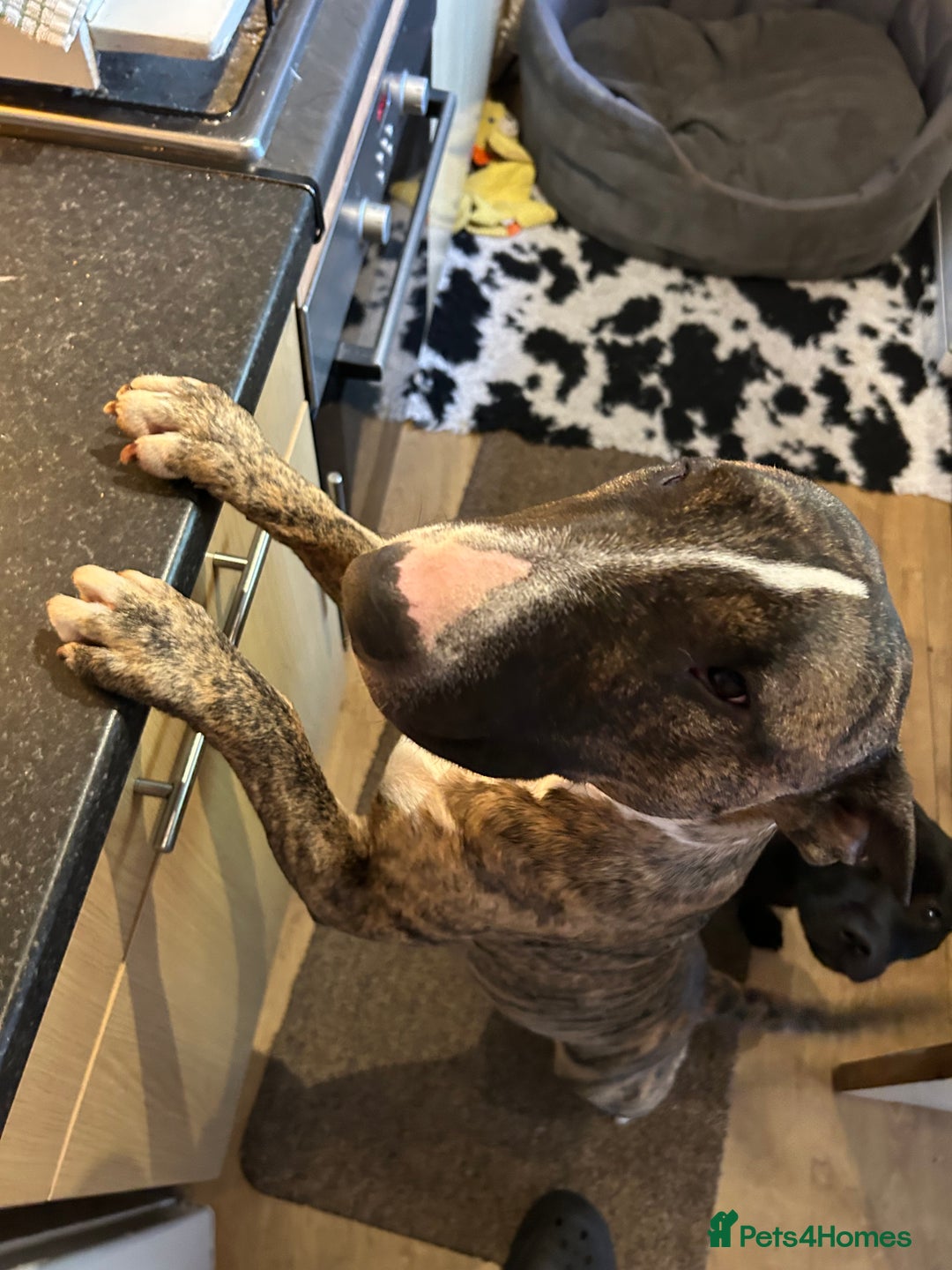English Bull Terrier dogs for sale: ENGLISH BULL TERRIER LITTER PUPS - Image 2