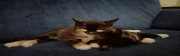 Mixed Breed cats for sale: 2 sweet girls  - Advert 7