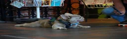 French Bulldog dogs for stud: ⭐️Bowser fluffy stud⭐️ - Advert 3