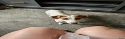 Jack Russell dogs for sale: Jack russel puppies in Leeds - Advert 13