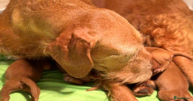 Hungarian Vizsla dogs - Advert 1
