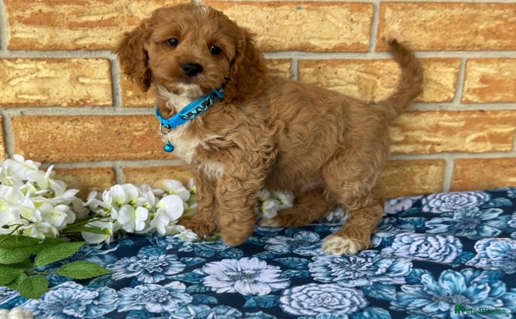 Cockapoo dogs - Advert 1