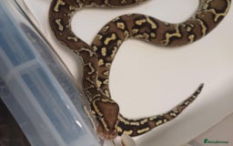 Python Snake reptiles for sale: CB22 PAIR OF ANGOLAN PYTHONS  - Image 6