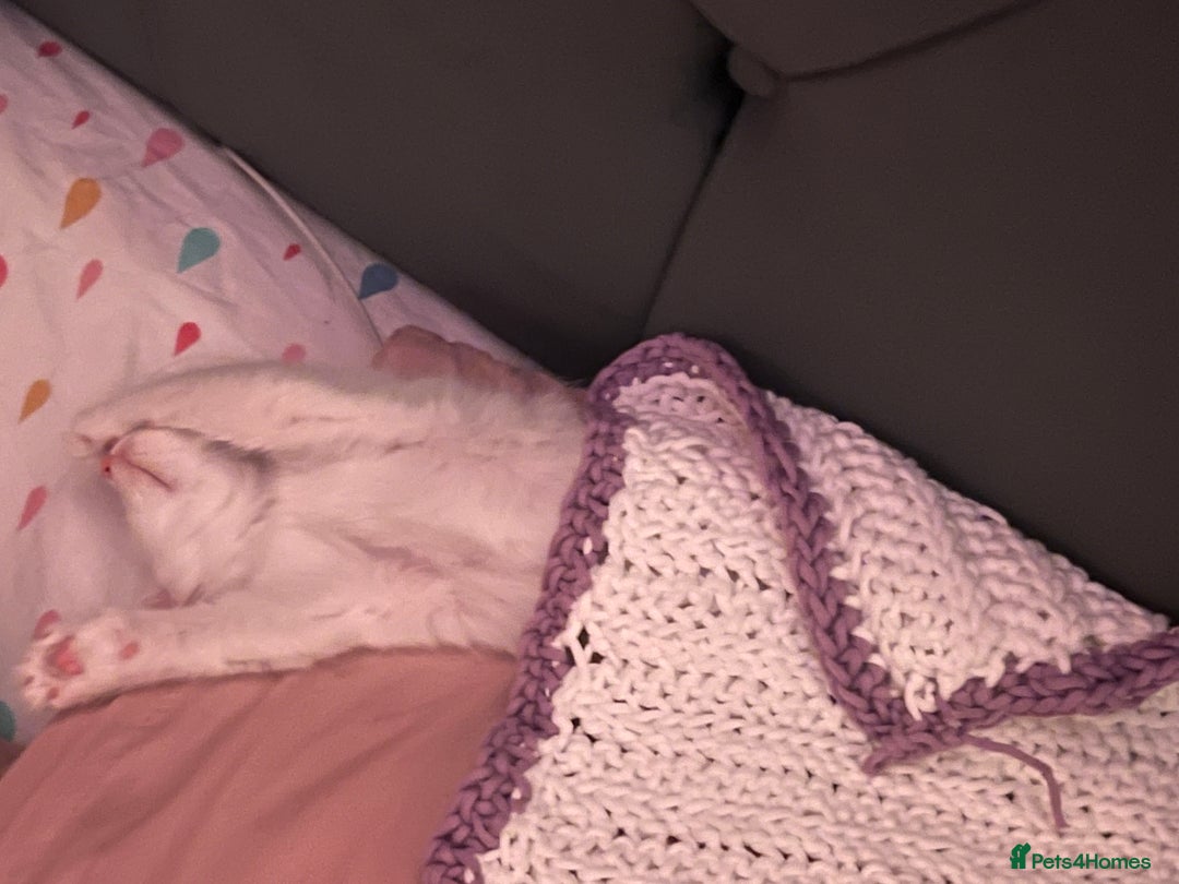 Turkish Angora cats for sale: Kitten  - Image 3