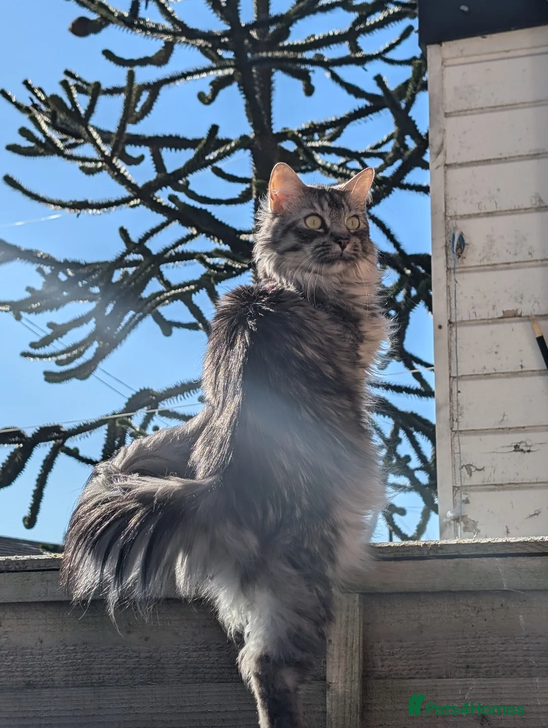 Maine Coon cats for sale: Maine coon female adult for sale  - Advert 2